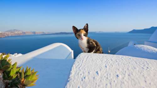 Animal Action Greece - Πας Ελλάδα αυτό το καλοκαίρι; - Ένας οδηγός για ταξιδιώτες που θα κάνουν τη διαφορά στη ζωή των αδέσποτων