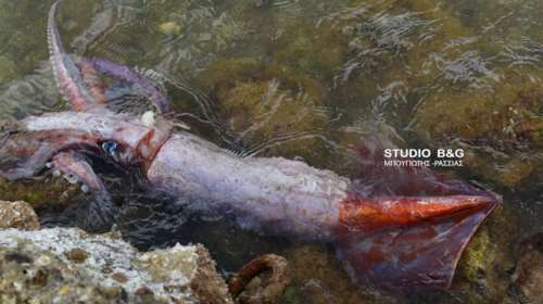 Ναύπλιο: Τεράστιο καλαμάρι μήκους ενός μέτρου ξεβράστηκε σε παραλία [Βίντεο-Εικόνες]