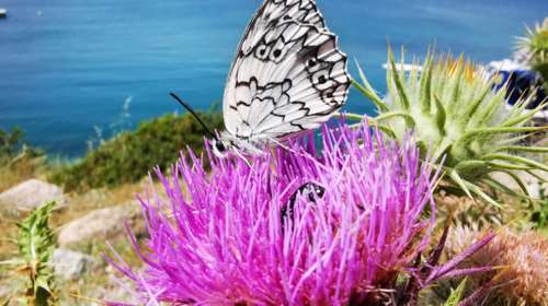 Εκατοντάδες εντυπωσιακές πεταλούδες γέμισαν το Ναύπλιο [εικόνες]