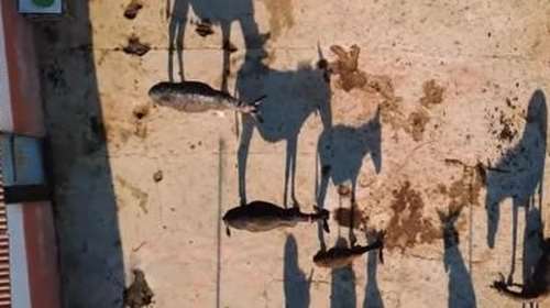 Το ειδυλλιακό "ελληνικό καλοκαίρι" στα νησιά παραμένει μαρτύριο για άλογα, μουλάρια και γαϊδουράκια