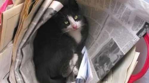 Ελληνική Φιλοζωική Εταιρεία: Χρειάζονται εφημερίδες για τις γατούλες που νοσηλεύονται