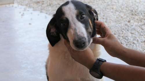 Σώστε ένα αδεσποτάκι: Ο Πούμπα, θέλεις να τον πάρεις αγκαλιά και να του πεις να μην αγχώνεται και να μην φοβάται