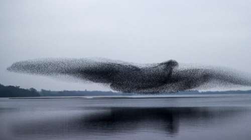 Υπέροχη φωτογραφία: Σμήνος από ψαρόνια σχηματίζει ένα τεράστιο πουλί στον ουρανό [Bίντεο]
