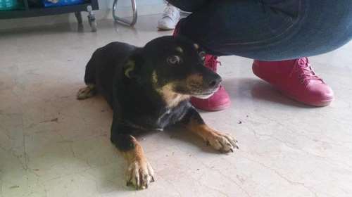 Σώστε ένα αδεσποτάκι: Για δείτε εδώ - Σας φανερώνω τη Φανούλα - Είναι τόσο μικρόσωμη που χωράει σε τσάντα γάτας