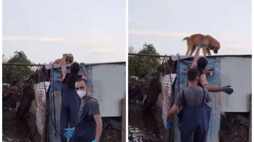 Eκκληση από τη Σταματίνα Σταματάκου για υιοθεσίες και αναδοχές πλημμυροπαθών ζώων: &quot;Τα πιάνουμε και σφίγγεται η ψυχή μας&quot;