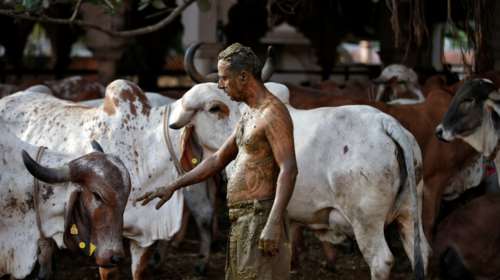 Κορονοϊός: Θα μας τρελάνουν στην Ινδία - &quot;Προστατεύονται&quot; από την πανδημία με κοπριά και ούρα αγελάδων
