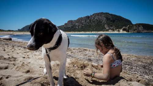 Διακοπές τέλος: Τι πρέπει να κάνουμε για την ασφαλή επιστροφή του σκύλου μας στην καθημερινότητα