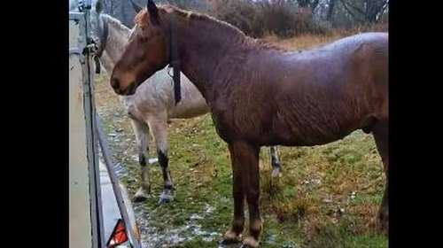 Συγκινητικό βίντεο με τη διάσωση αλόγων στο πλημμυρισμένο δασάκι Μεσοποταμίας