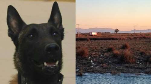 Έτσι βρήκε ο Echo τον Μπάμπη- &quot;50 μέτρα πριν με ειδοποίησε, άνοιξε απόσταση και γαύγιζε&quot;