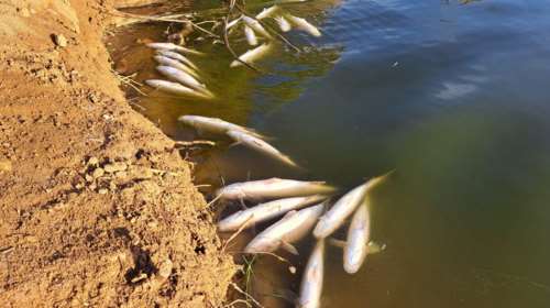 Αποτρόπαιο θέαμα στο Ηράκλειο: Εκατοντάδες νεκρά ψάρια στις εκβολές του ποταμού Αποσελέμη [εικόνες]