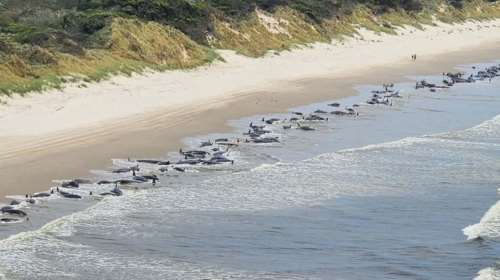 Εφιάλτης στην Αυστραλία: 230 φάλαινες ξεβράστηκαν σε ακτή - Οι μισές είναι νεκρές [εικόνες - βίντεο]