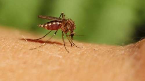 Ιός του Δυτικού Νείλου: 12 κρούσματα και 3 θάνατοι την τελευταία εβδομάδα