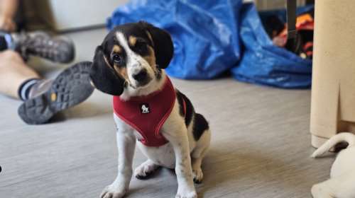 Η Ρόξυ: Γεννήθηκε στην επαρχία και πετάχτηκε ως ανεπιθύμητη - Ενάμιση μηνός στρογγυλό, χνουδωτό μωρό