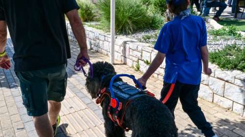 Αρθρίτιδα: Πώς θα βοηθήσετε τον σκύλο σας να έχει  καλύτερη ποιότητα ζωής