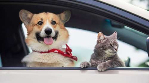 Παγκόσμια ημέρα ζώων και στο αυτοκίνητο: Πώς θα είναι πιο ασφαλή