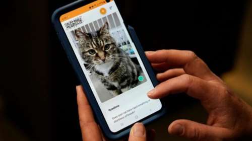 Ιαπωνική εφαρμογή ανιχνεύει αν η γάτα μας πονάει: Πώς λειτουργεί ο &quot;Ανιχνευτής του Πόνου της Γάτας&quot;
