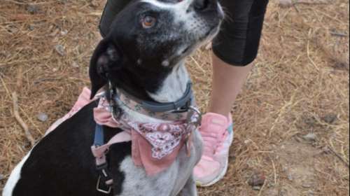 Σκυλάκι πέθανε από τον τρόμο που του προκάλεσαν  τα βεγγαλικά το βράδυ της Ανάστασης