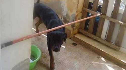 Κοζάνη: Ξεκίνησε η δίκη για το θάνατο του 5χρονου από επίθεση ροτβάιλερ - Ανατριχιαστικές καταθέσεις των γιατρών [Βίντεο]