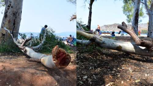 Ναύπλιο: Κλαδί σαν... κορμός δένδρου έπεσε πάνω σε λουόμενο στην παραλία της Καραθώνα - Τον πήρε ασθενοφόρο