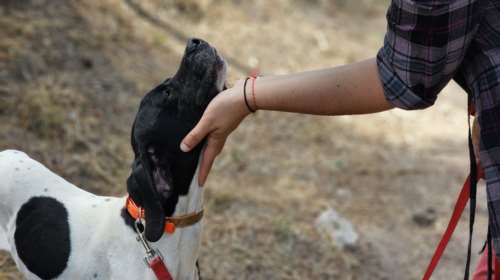 Η Ζήνα παραδόθηκε στο Save a Greek Stray από τον ιδιοκτήτη της - Δώστε της την ευκαιρία να ζήσει μια ζωή σαν κατοικίδιο