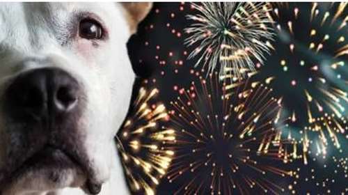 Έκκληση για τα πυροτεχνήματα την Πρωτοχρονιά από τις φιλοζωικές: Ζητούν να ρίξουν αθόρυβα για τα ζώα