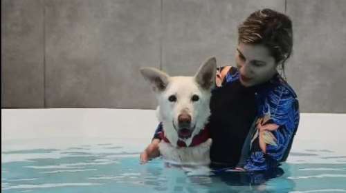 Η ιστορία της Αλμπα είναι πολύ λυπητερή: Δεν πρέπει να γυρίσει με αυτά τα κρύα στο καταφύγιο