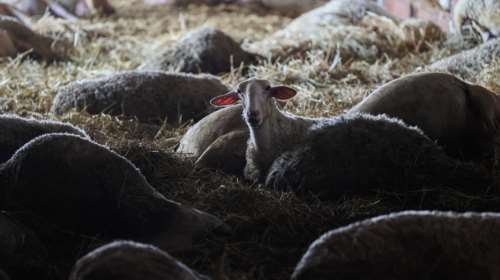 Σε κλίβανους στην Ημαθία και την Αρκαδία μεταφέρονται τα νεκρά ζώα από τη Θεσσαλία