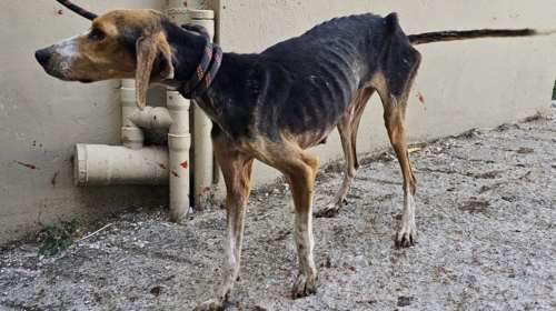 Τα ζώα του πουθενά και του κανένα που θέλουν πολύ να ζήσουν: Ένας σκελετός που κουνάει ασταμάτητα την ουρά