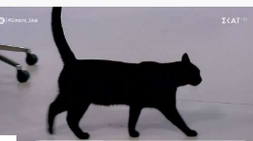 Το έβαλε στα πόδια ο γάτος του ΣΚΑΙ όταν συναντήθηκε με το ρομπότ "Σοφία" onair [βίντεο]