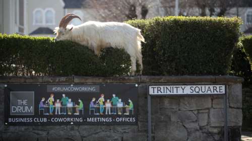 Κατσίκες καταλαμβάνουν τους δρόμους μιας πόλης-φάντασμα στην Ουαλία και γίνονται viral!