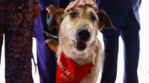 Στον πρώην αδέσποτο σκυλάκο Κοντί,  τον πρωταγωνιστή του &quot;Le procès du chien&quot;, το Palm Dog του Φεστιβάλ των Καννών