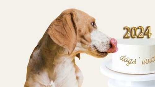 Dogs' Voice: Το Σάββατο 6/01, 72 υπέροχοι σκύλοι θα σε περιμένουν να σου ευχηθούν καλή χρονιά!