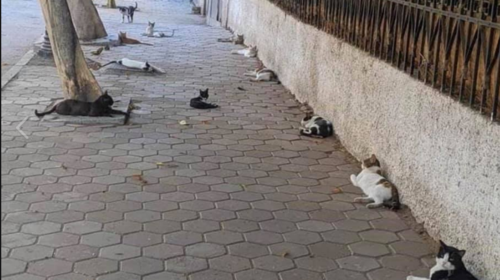 Μόσιαλος: &quot;Ακόμη και οι γάτες κατάλαβαν ότι είναι απαραίτητη η φυσική απόσταση&quot;