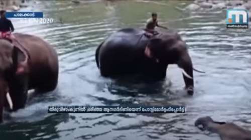 Φρίκη: Τάισαν έγκυο ελεφαντίνα ανανά με κροτίδες στην Ινδία και τη σκότωσαν [βίντεο]