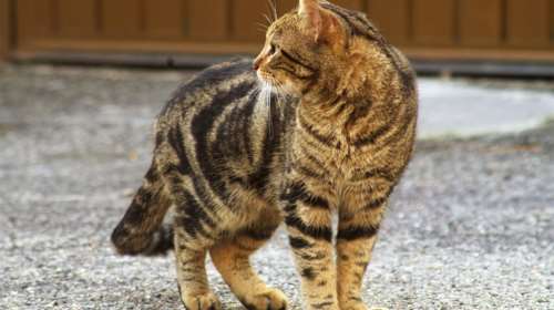 Ο φρικτός θάνατος του γάτου Νεκό ή αν το ζωάκι σας ξέφευγε και κρυβόταν κάτω από ένα τρένο