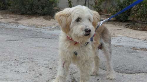 Όταν είσαι κοντός και μαλλιαρός, οφείλεις να είσαι σοβαρός γιατί πώς αλλιώς θα εμπνεύσεις σεβασμό: Ο Μονζού