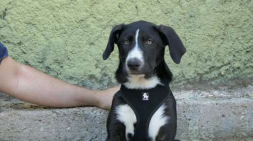 O Πλάτωνας είναι πολύ κουλ κουτάβι, κοινωνικό, πλαδαρό όσο πρέπει, και πολύ χαρούμενο