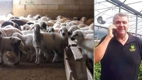 Τρελάθηκαν από τη χαρά τους τα πρόβατα που έφαγαν την κάναβη στον Αλμυρό: "Πηδούσαν πιο ψηλά από τα κατσίκια"