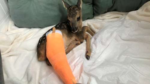 Ο "Θωμάς" αναρρώνει στο κτηνιατρείο του "Αρκτούρου" - Βίντεο