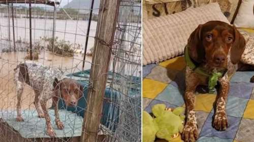 Ενα διαφορετικό χριστουγεννιάτικο πάρτυ από τη Dog&#39;s Voice και μια χαρούμενη κατάληξη