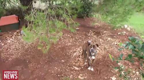 Ο πατέρας του 2χρονου που κατασπαράχθηκε από το σκυλί απαντά στις επικρίσεις: &quot;Να εγκαταλείψω εγώ το παιδί μου;&quot;