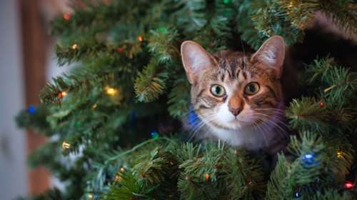 Προσοχή στα φυτά και τα λουλούδια των Χριστουγέννων που είναι τοξικά για τις γάτες: Ποια είναι επικίνδυνα