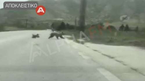 Καστοριά: Νέα εμφάνιση αρκούδων - Έφτασαν κοντά στα σπίτια [βίντεο]