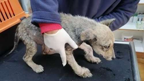 Wolf…  όταν η δυστυχία έχει όνομα - Εικόνες από το κουταβάκι στην Εδεσσα που συγκλονίζουν