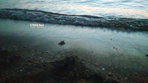 Γεννήθηκαν τα πρώτα χελωνάκια στην παραλία του Καραθώνα [βίντεο]