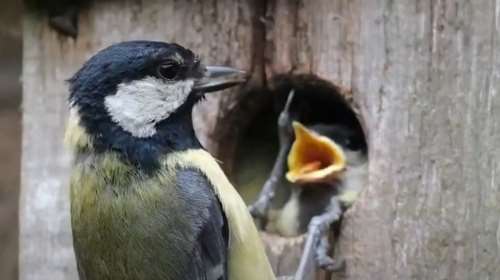 Κάντε το μπαλκόνι ή την αυλή σας φιλικά για τα πουλιά - Οι καιρικές συνθήκες γίνονται ακραίες