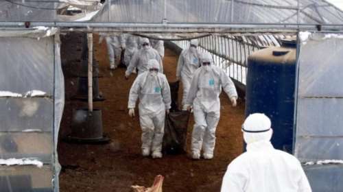 Γρίπη των πτηνών: Σπάνιο κρούσμα σε άνθρωπο στην Ισπανία - Η Ολλανδία θανατώνει 102.000 πουλερικά