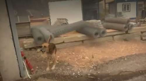 Φωτιά στη Μάνδρα: Άφησαν σκύλο δεμένο σε επιχείρηση - Η αγωνιώδης προσπάθεια του ρεπόρτερ του Open να το σώσει