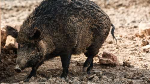 Μάνη: Νεκρός 49χρονος μοτοσικλετιστής μετά από τροχαίο με αγριογούρουνο