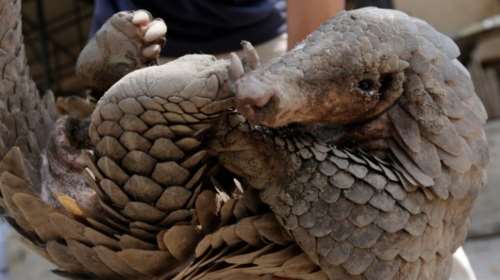 Κορονοϊός - Νέα έρευνα: &quot;Αθώος&quot; ο παγκολίνος - Πιθανότερη πηγή μετάδοσης η νυχτερίδα